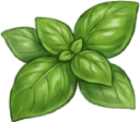 Basil